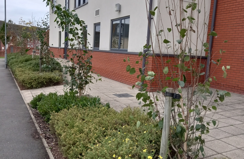 New trees outside the medical centre