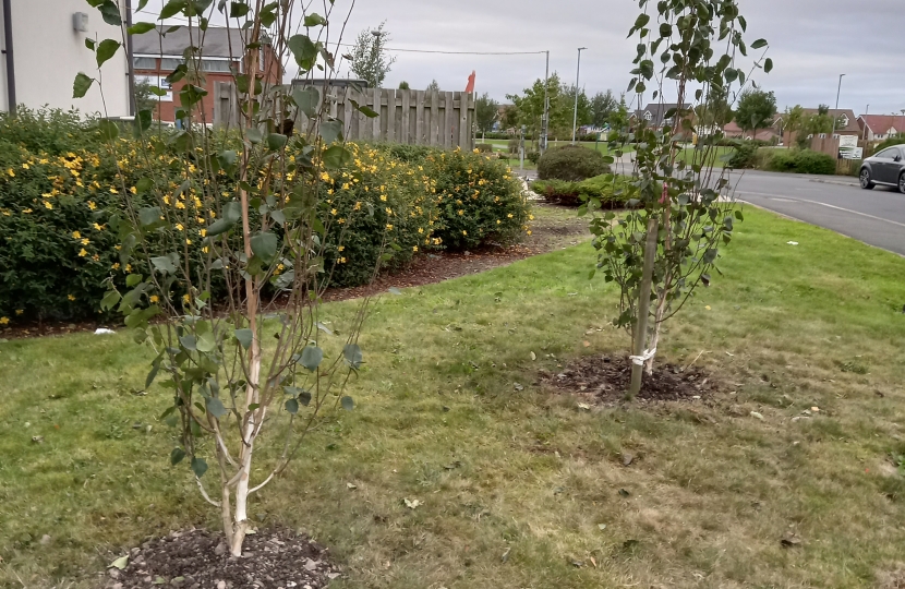 New trees outside the medical centre