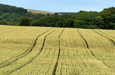 Farm scene